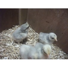 LAVENDER PEKIN BANTAMS