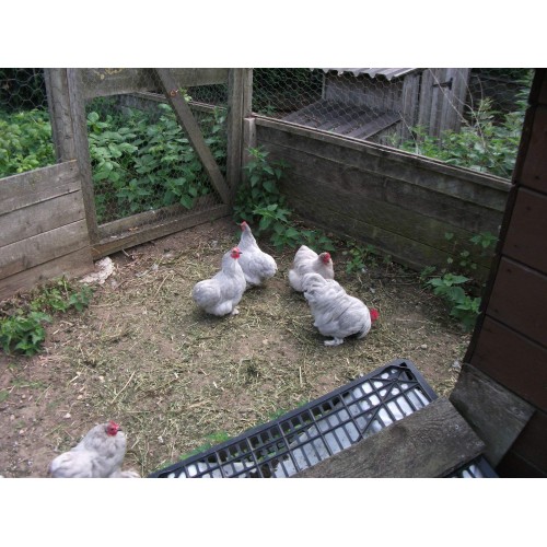 LAVENDER PEKIN BANTAMS